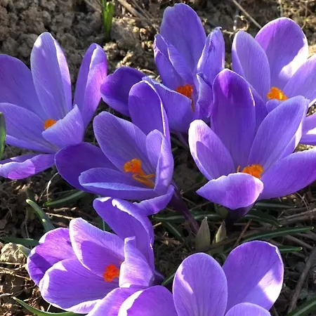 Karpatska Mria Guest house Yaremche